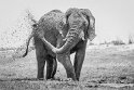 040 Botswana, Chobe NP, olifant
